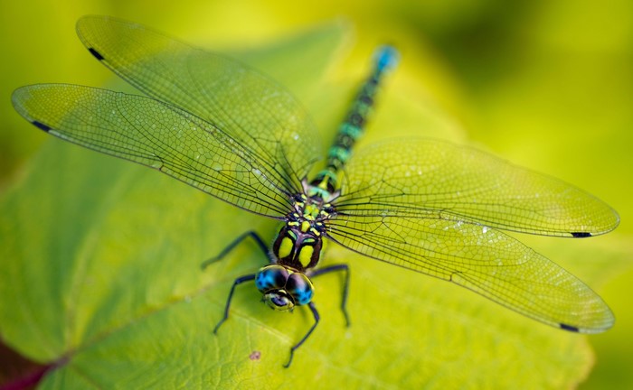 Dragonfly with blue eyes on a green leaf