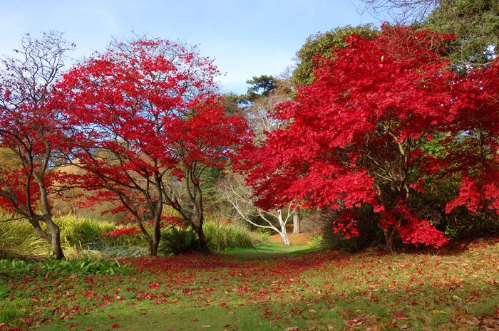 Autumn trees with red foliage in a park