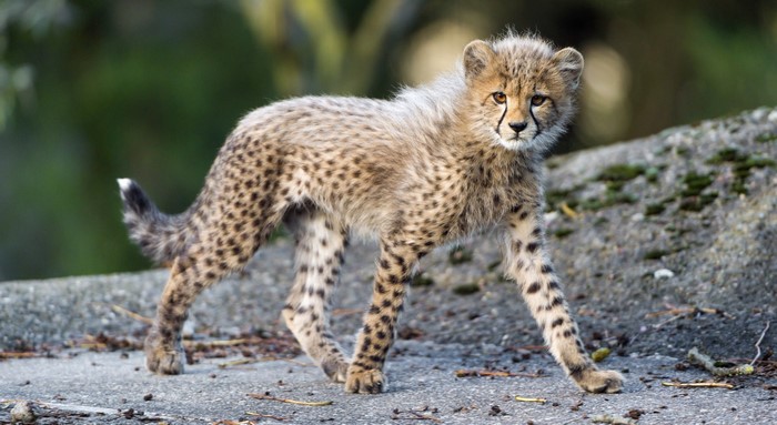 Cheetah cub walking on a rocky surface