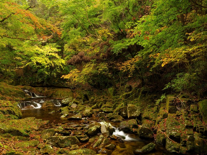 Forest stream with mossy stones and autumn leaves