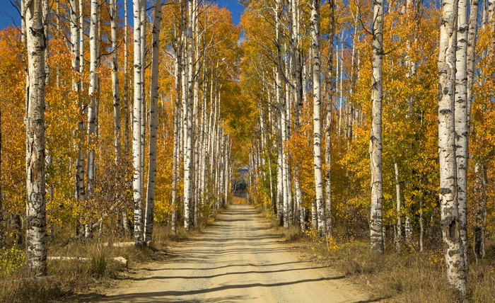 Autumn Birch Trees Lined Dirt Road