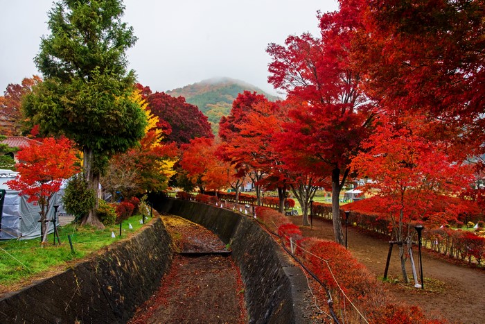 Autumn foliage at Kawaguchiko, Japan