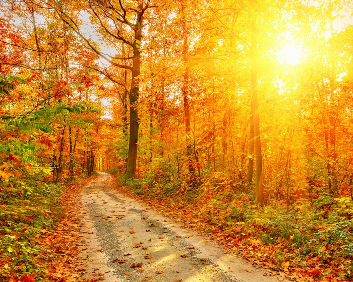 Autumn forest road with sun rays