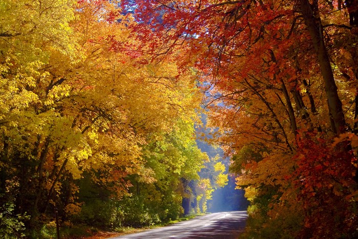 Road through an autumn forest with colorful trees