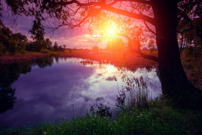 Sunset over a lake with a tree trunk