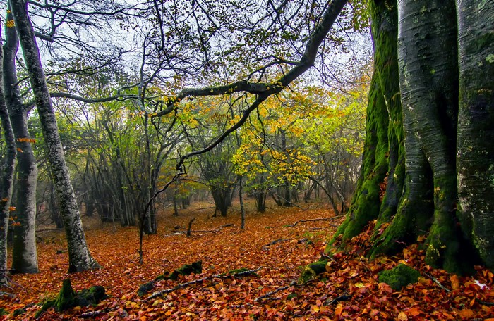 Autumn forest with mossy trees and fallen leaves