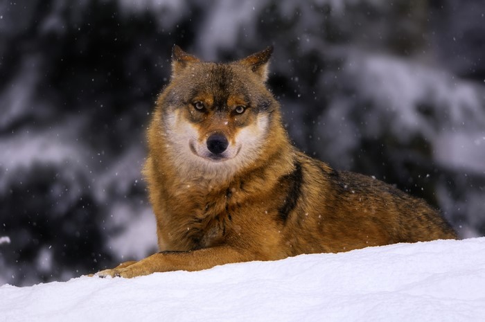 Wolf in Snow