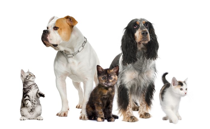 Bulldog, Cocker Spaniel, and Kittens on White Background