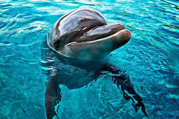 Dolphin swimming in clear blue water