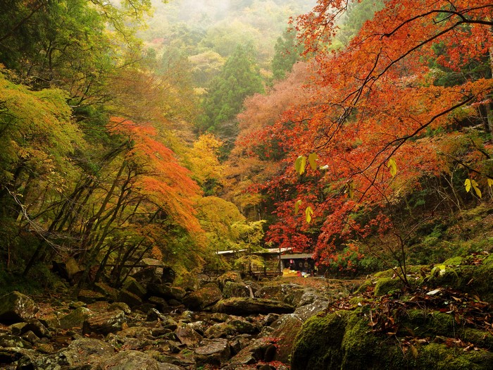 Autumn forest with stream and mossy stones