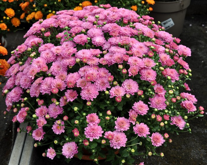 Pink Chrysanthemums in a Pot