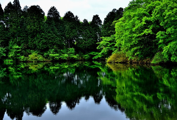 Lake and forest reflection in Fujinomiya, Japan