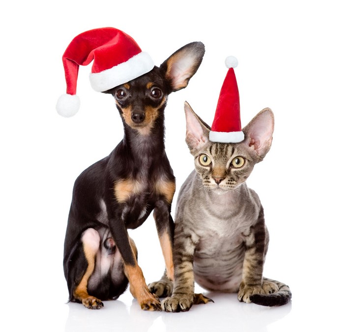 Dog and cat wearing Santa hats