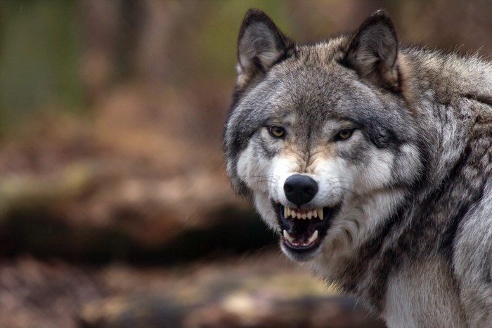 Close-up of a wolf baring its teeth
