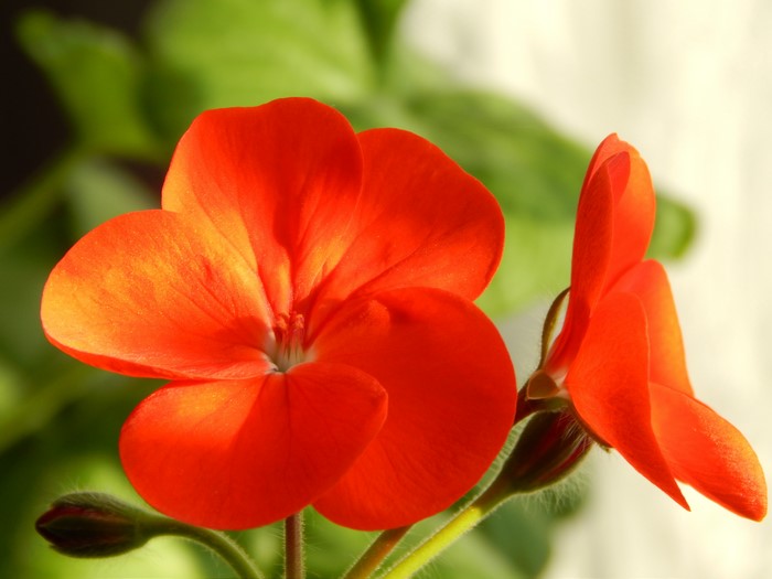 4K Closeup of Red Geranium Flowers