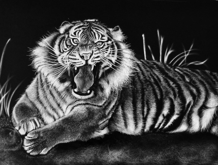Tiger roaring with mouth open