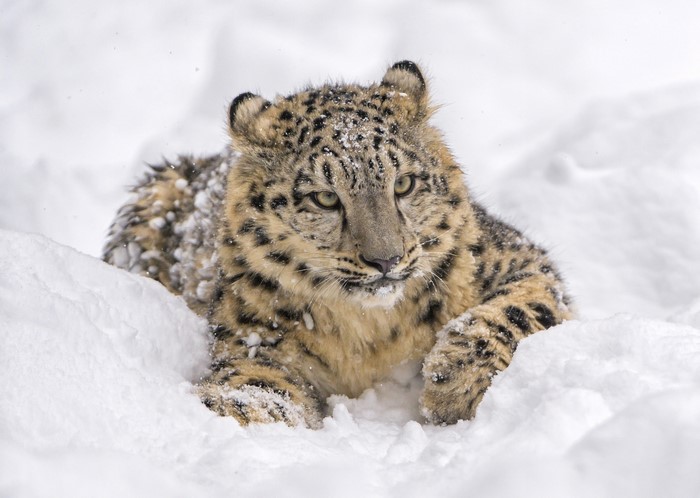 Snow leopard cub in the snow