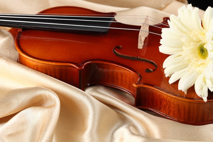 Violin with a white gerbera daisy on satin fabric
