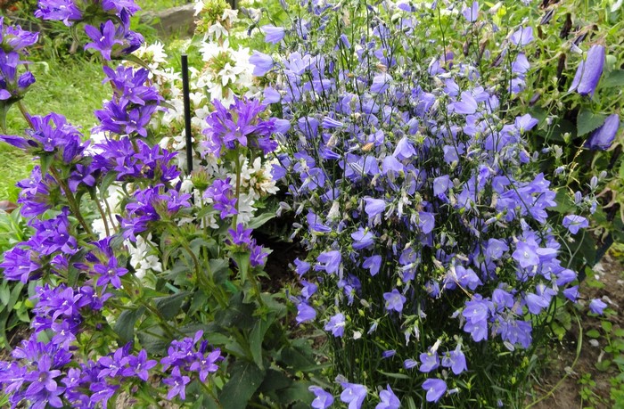 Purple and white bellflowers in a garden