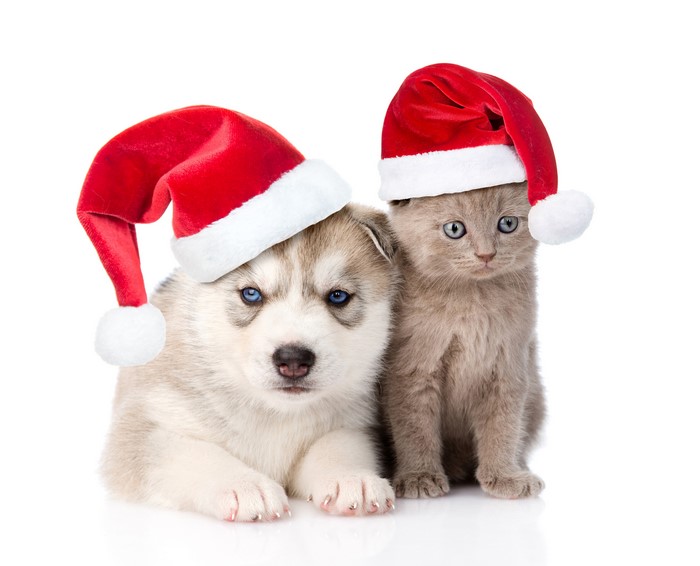 Husky puppy and kitten wearing Santa hats