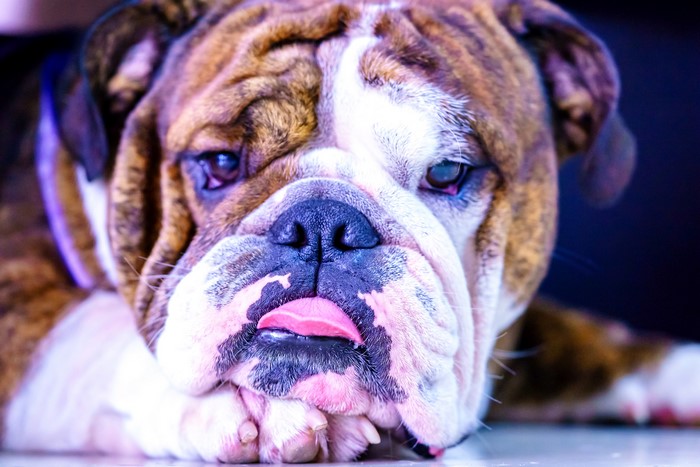 Close-up of a brindle English Bulldog with tongue out