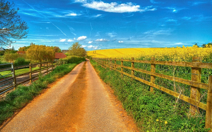 Dirt road through a field of yellow flowers