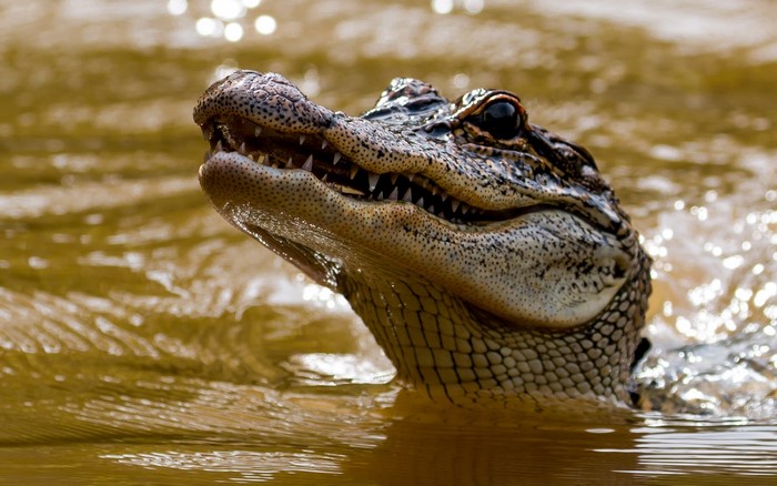 Alligator head emerging from murky water