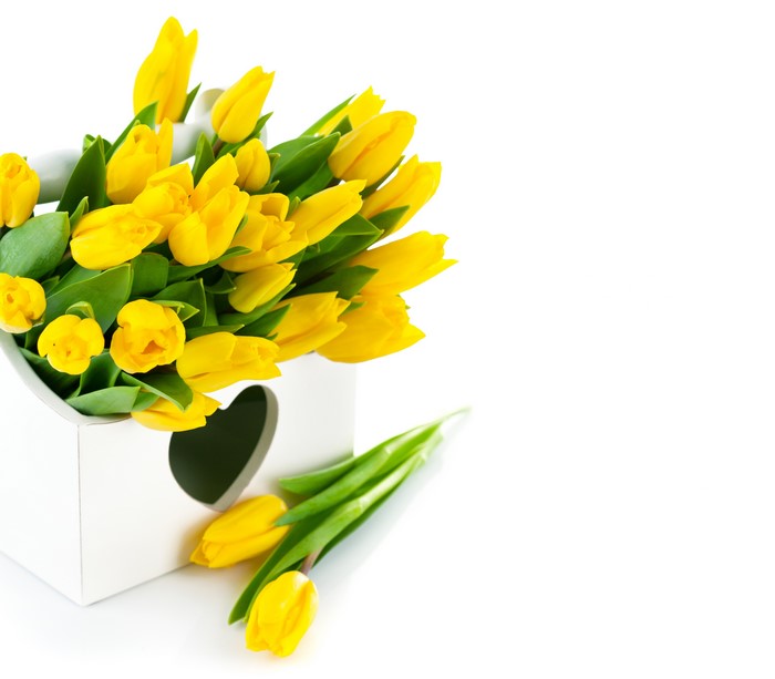 Yellow Tulips in a White Box