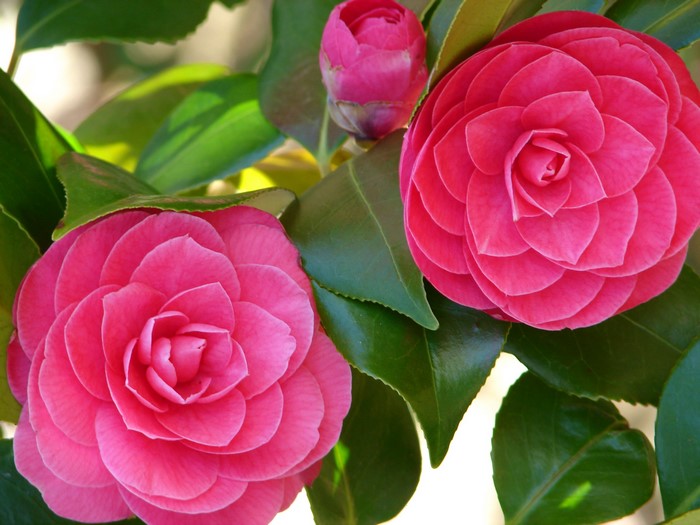 Two pink camellia flowers and a bud