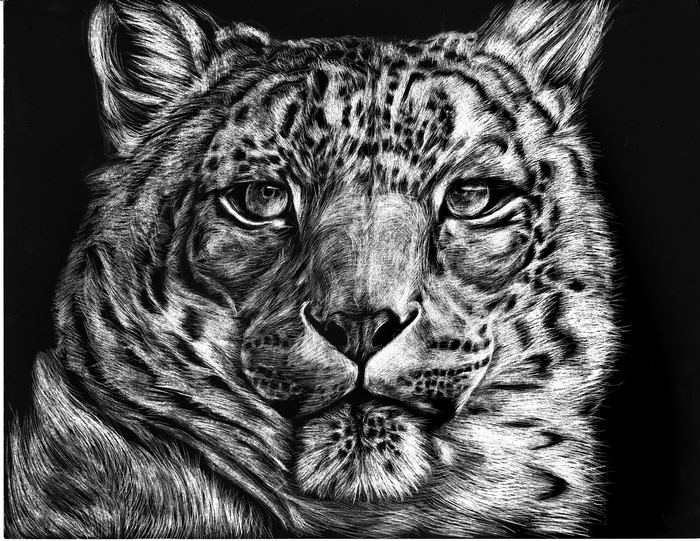 Black and white painting of a snow leopard's face