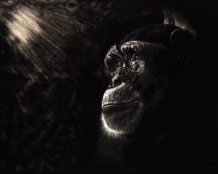 Chimpanzee portrait with dramatic lighting