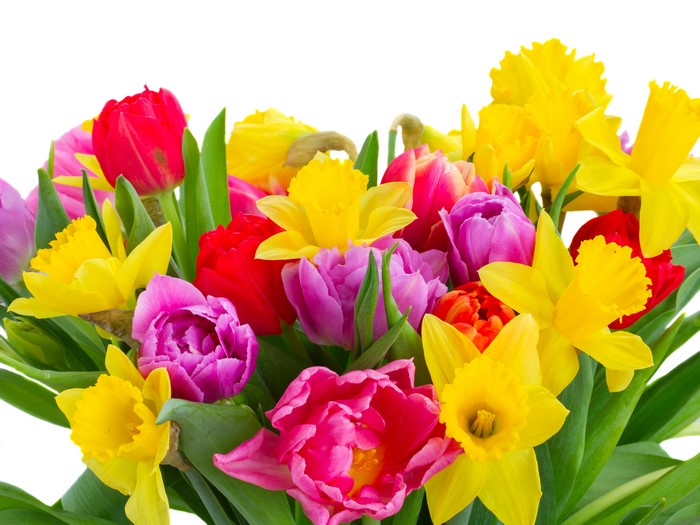 Bouquet of Tulips and Daffodils on White Background