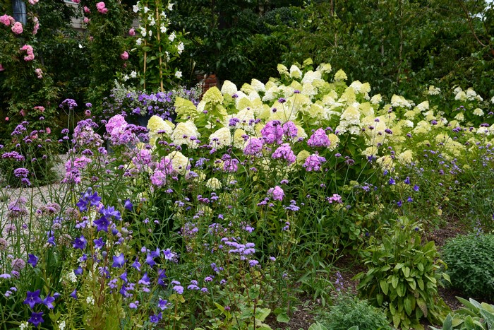 4K Hydrangea, Phlox, and Bell Flowers in Garden