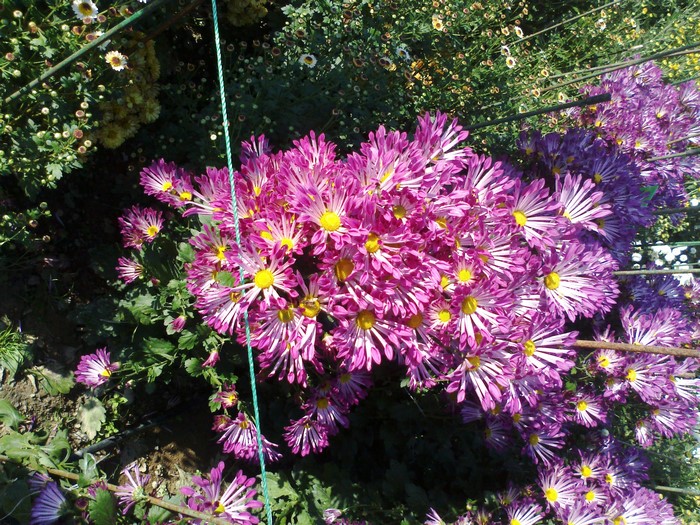 Pink and purple chrysanthemums in a garden