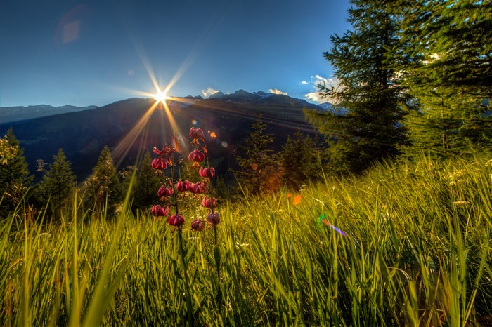 Switzerland Mountains Sunrise with Lily Flowers