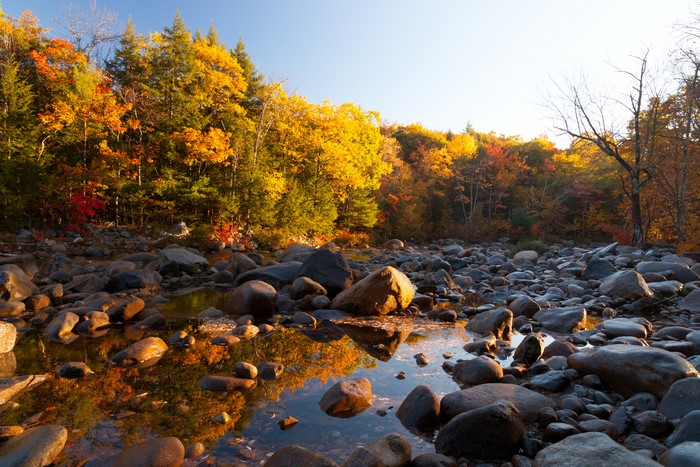 Autumn forest and rocky stream