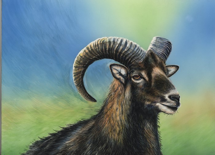 Painting of a Mouflon Ram with Large Horns