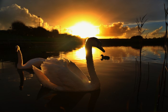 4K Swans on Lake at Sunset