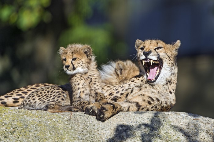 Mother Cheetah and Cubs on a Rock