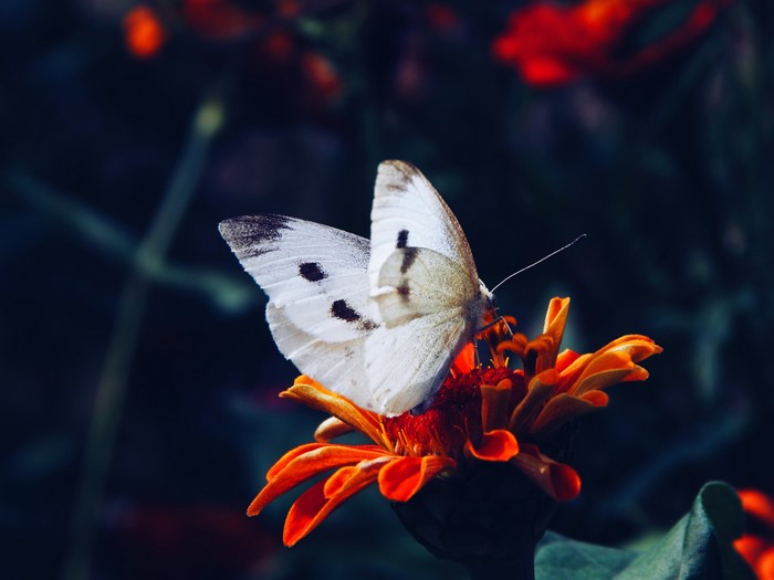 White butterfly on an orange flower
