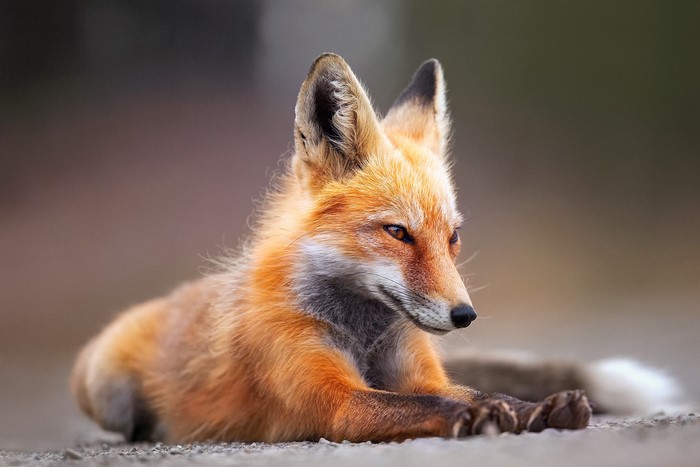 Red Fox Lying Down and Looking Sideways