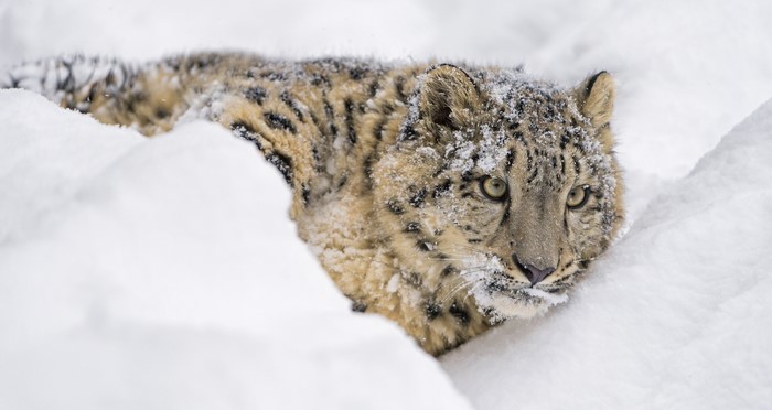 Snow leopard in the snow