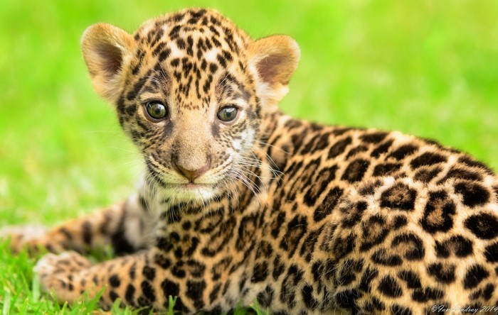Jaguar Cub Lying on Grass