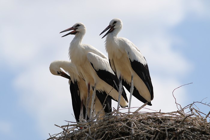 Three storks in a nest against a blue sky