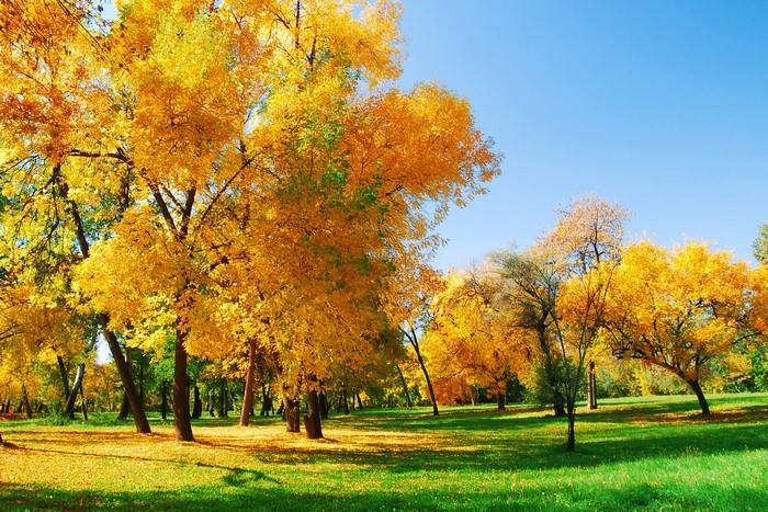 Autumn park with golden trees and green grass