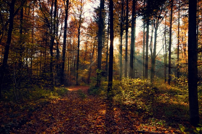 Autumn forest with sun rays filtering through trees