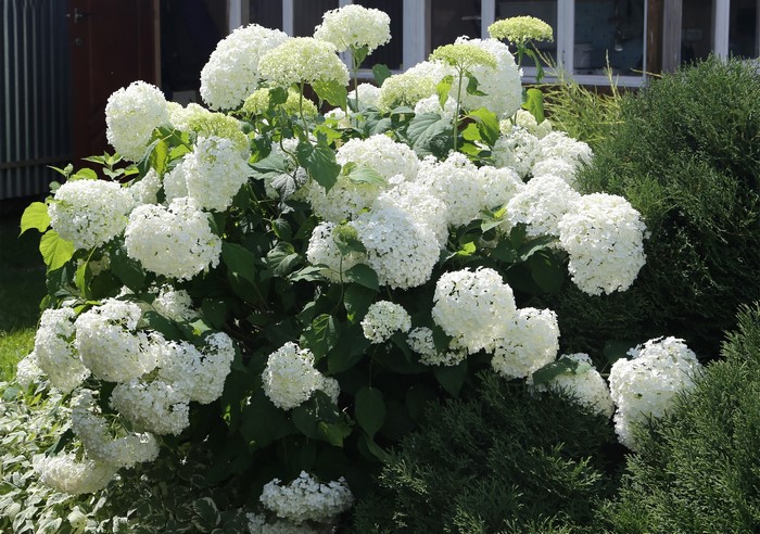 White Hydrangea bush in a garden