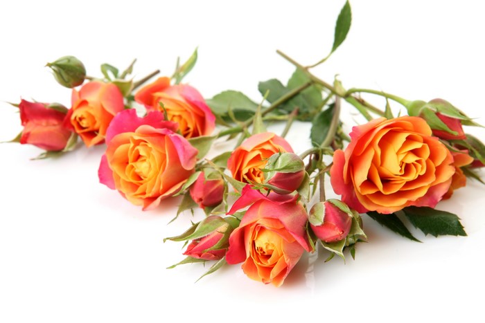 Orange and pink roses with buds on white background