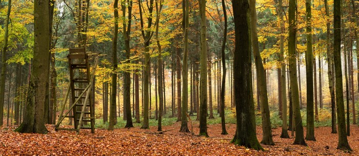 Autumn forest with a hunting stand