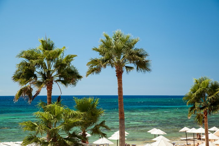 Palm Trees on a Tropical Beach